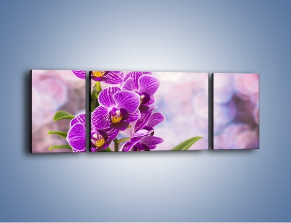 Obraz na płótnie – Storczyk i fioletowe tło – trzyczęściowy K863W5