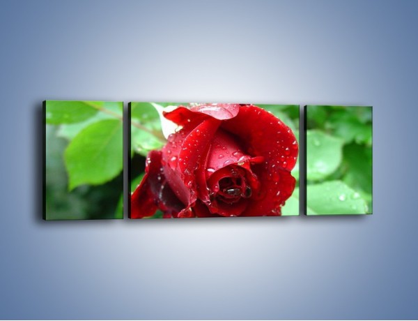Obraz na płótnie – Zdrowa róża w ogrodzie – trzyczęściowy K875W5