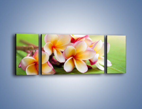 Obraz na płótnie – Nowa odmiana magnolii – trzyczęściowy K899W5