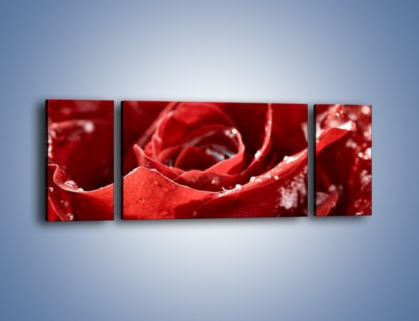 Obraz na płótnie – Chłód w różanych płatkach – trzyczęściowy K932W5
