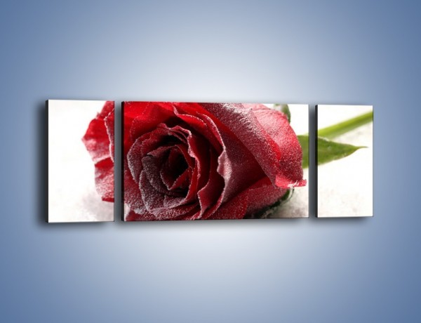 Obraz na płótnie – Zimne podłoże i czerwona róża – trzyczęściowy K933W5