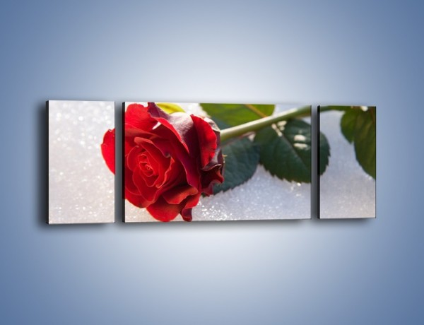 Obraz na płótnie – Gorąca róża na zmrożonej tafli – trzyczęściowy K946W5