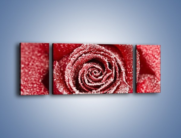 Obraz na płótnie – Szron na różanych płatkach – trzyczęściowy K958W5