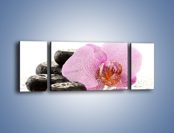 Obraz na płótnie – Kwiat otoczony kamieniami – trzyczęściowy K967W5
