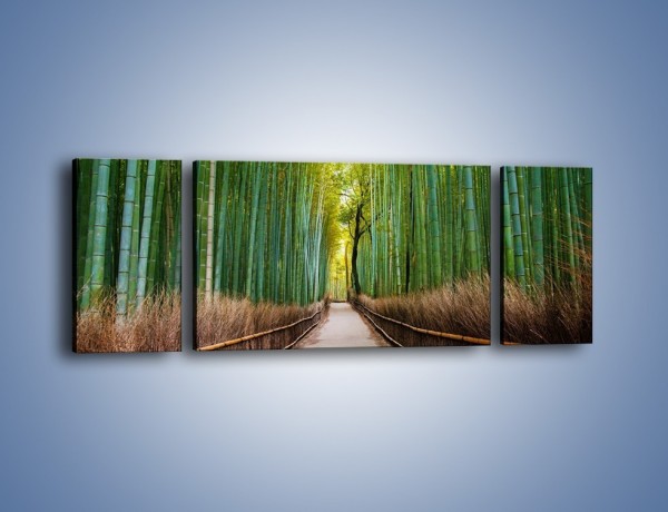 Obraz na płótnie – Bambusowy las – trzyczęściowy KN1187AW5
