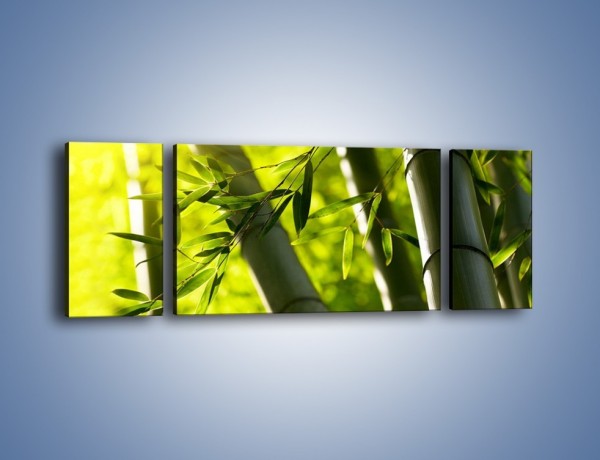 Obraz na płótnie – Twarde łodygi bambusa – trzyczęściowy KN1314AW5