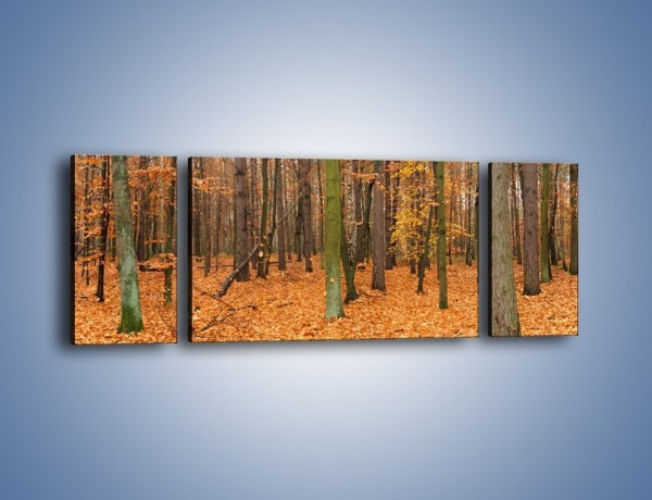 Obraz na płótnie – Las obsypany jesiennymi liśćmi – trzyczęściowy KN396W5