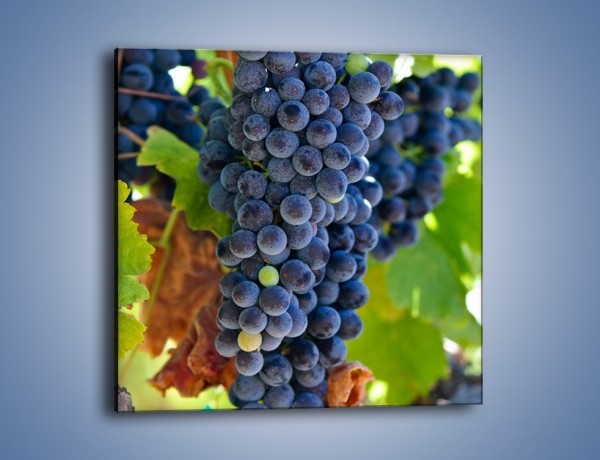 Obraz na płótnie – Wisząca kiść winogrona – jednoczęściowy kwadratowy JN071