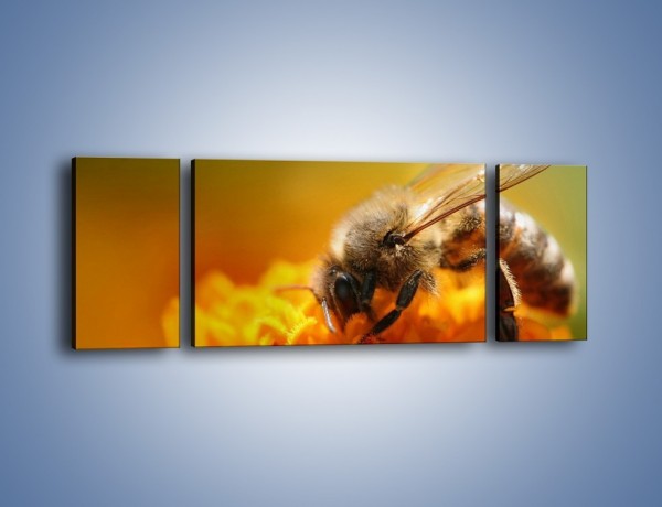 Obraz na płótnie – Pszczoła zbierająca nektar – trzyczęściowy Z002W5