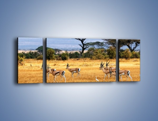 Obraz na płótnie – Antylopy w słonecznej afryce – trzyczęściowy Z003W5