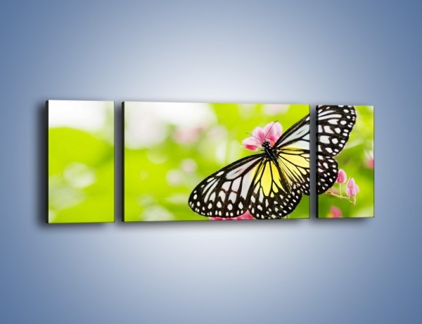 Obraz na płótnie – Motyl w letni poranek – trzyczęściowy Z004W5