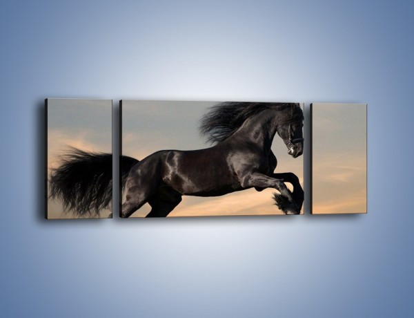 Obraz na płótnie – Czarny koń w galopie – trzyczęściowy Z008W5