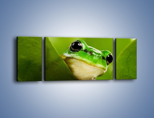 Obraz na płótnie – Zielony świat żabki – trzyczęściowy Z014W5