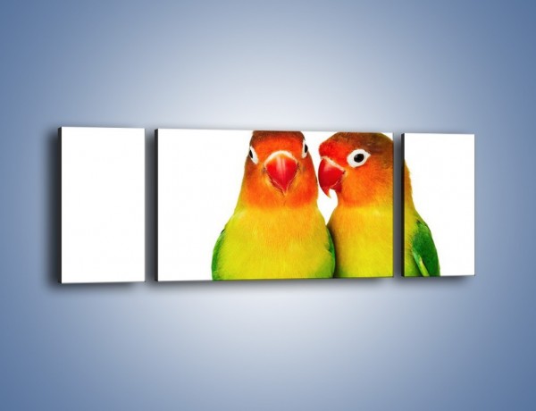 Obraz na płótnie – Sekrety uśmiechniętych papug – trzyczęściowy Z017W5