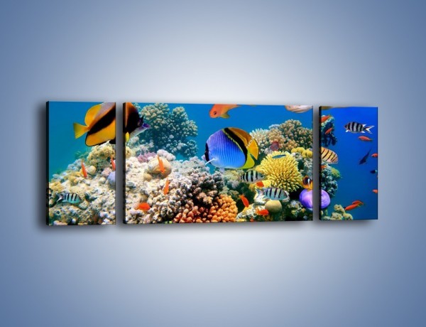 Obraz na płótnie – Wodny świat ryb – trzyczęściowy Z041W5