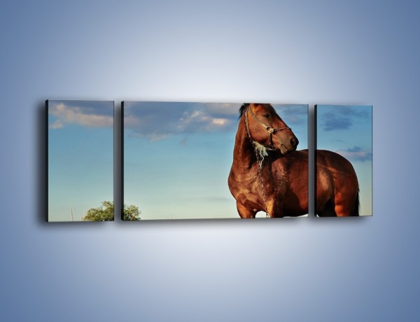 Obraz na płótnie – Koń-symbol siły i spokoju – trzyczęściowy Z054W5