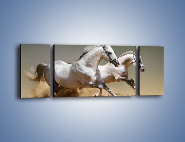 Obraz na płótnie – Białe konie w pustynnym galopie – trzyczęściowy Z055W5