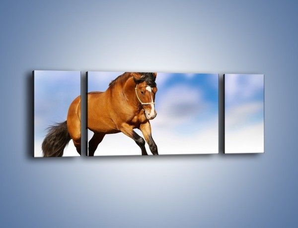 Obraz na płótnie – Przejażdżka na brązowym koniu – trzyczęściowy Z064W5