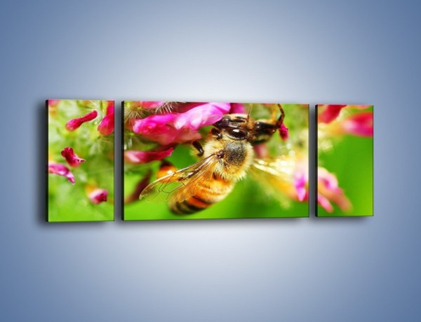 Obraz na płótnie – Pszczoły kochają kwiaty – trzyczęściowy Z065W5