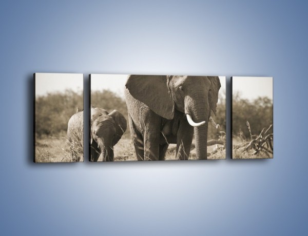 Obraz na płótnie – Wędrówki słoni przez sawannę – trzyczęściowy Z081W5
