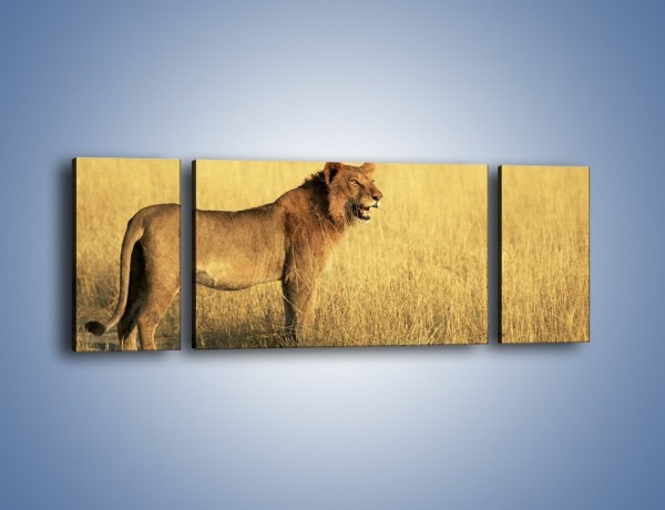 Obraz na płótnie – Czujny wzrok lwicy – trzyczęściowy Z091W5