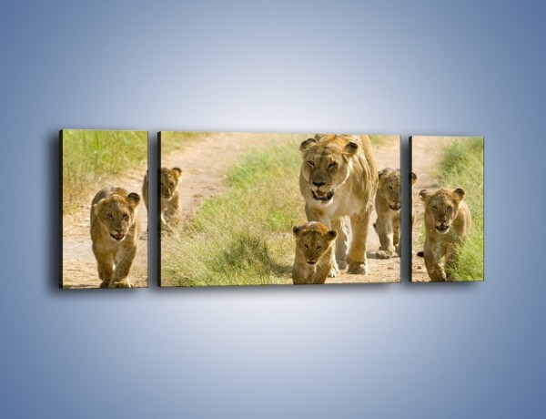 Obraz na płótnie – Spacer z małymi lwiątkami – trzyczęściowy Z112W5