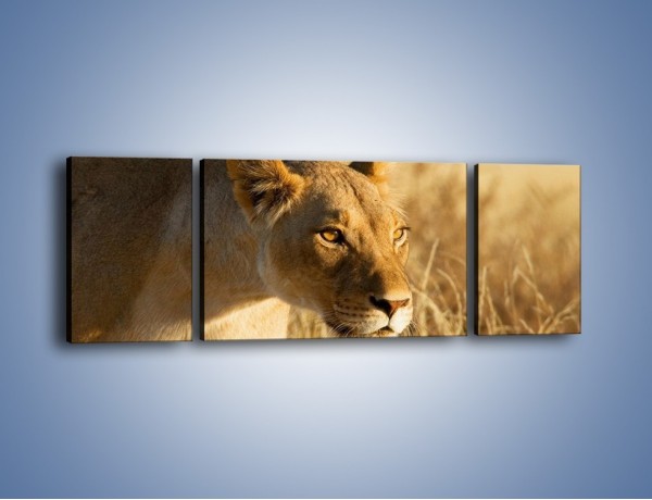 Obraz na płótnie – Polowanie z lwicą – trzyczęściowy Z132W5
