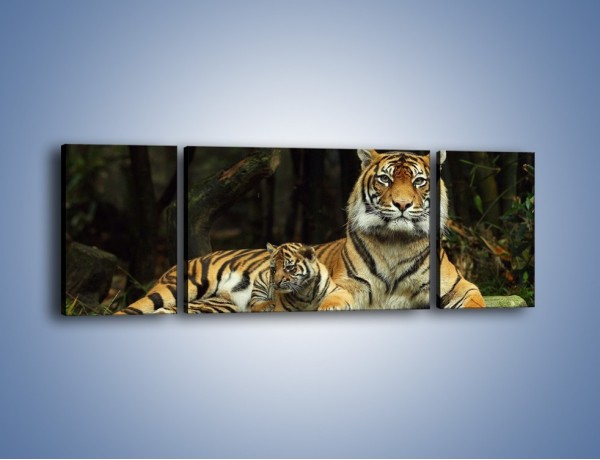 Obraz na płótnie – Tygrysia mamusia z maleństwem – trzyczęściowy Z138W5