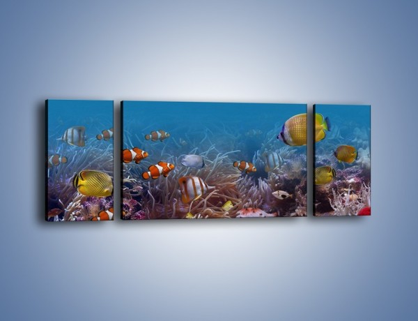 Obraz na płótnie – Ocean i jego kolorowi towarzysze – trzyczęściowy Z168W5