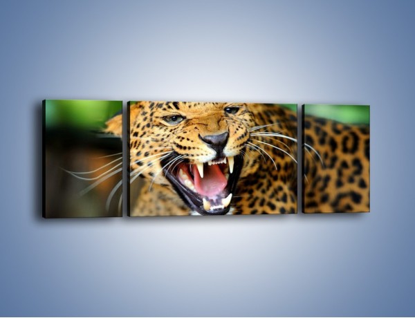 Obraz na płótnie – Jaguar z pazurem – trzyczęściowy Z184W5