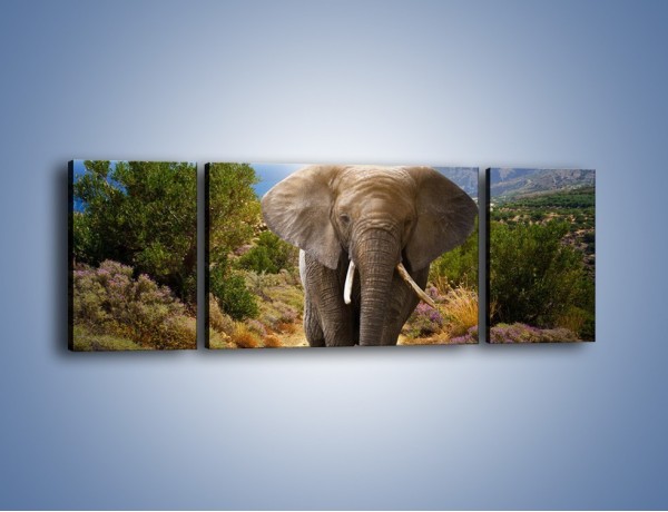 Obraz na płótnie – Moc i potęga słonia – trzyczęściowy Z210W5