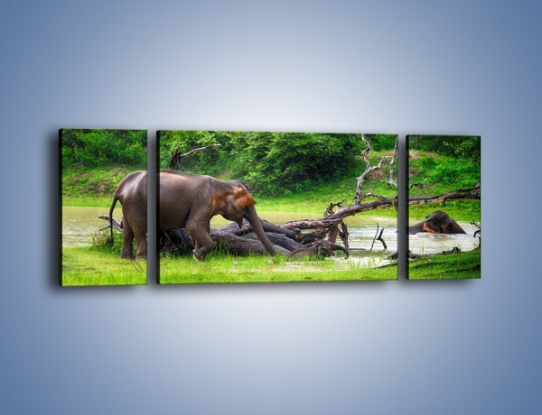Obraz na płótnie – Kąpiel ze słoniem – trzyczęściowy Z216W5