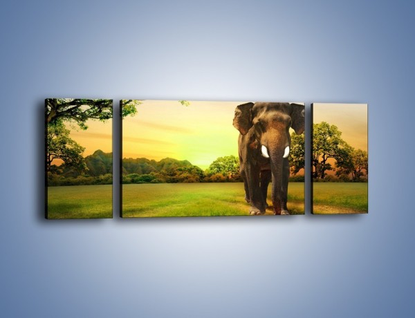 Obraz na płótnie – Lekki krok słonia – trzyczęściowy Z218W5