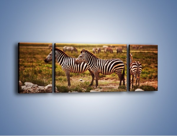 Obraz na płótnie – Zebra w dwóch kolorach – trzyczęściowy Z221W5