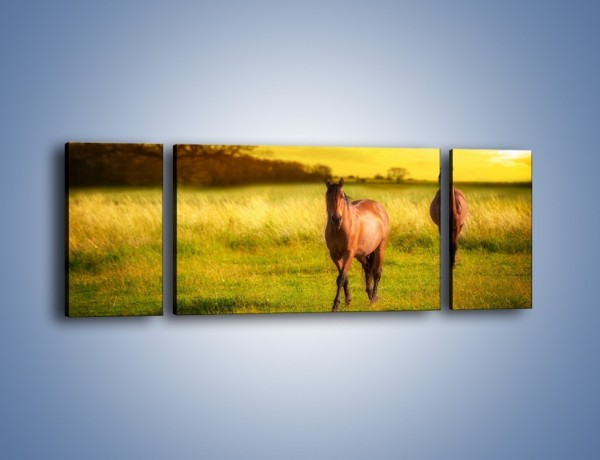 Obraz na płótnie – Polana i konie – trzyczęściowy Z230W5
