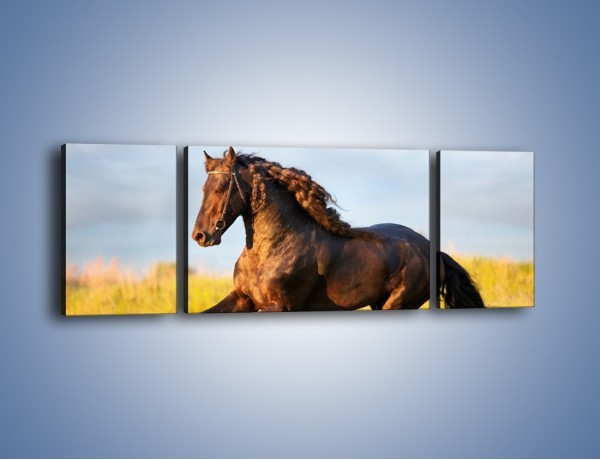 Obraz na płótnie – Dziki koń i jego mięśnie – trzyczęściowy Z232W5
