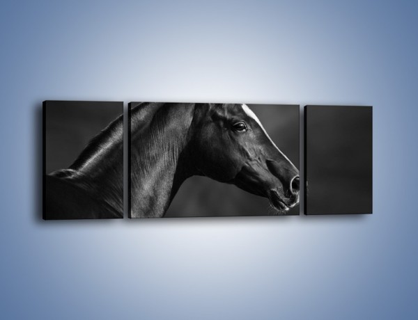 Obraz na płótnie – Zadumane spojrzenie konia – trzyczęściowy Z238W5