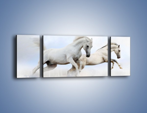 Obraz na płótnie – Białe konie i biały śnieg – trzyczęściowy Z239W5