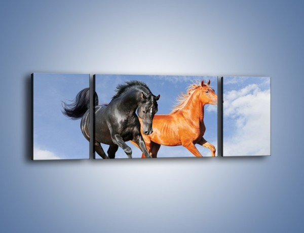Obraz na płótnie – Czarny rudy i koń – trzyczęściowy Z241W5