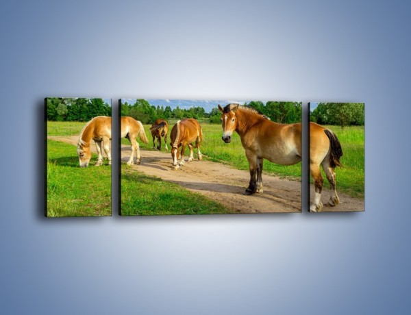 Obraz na płótnie – Konie z gospodarstwa – trzyczęściowy Z242W5