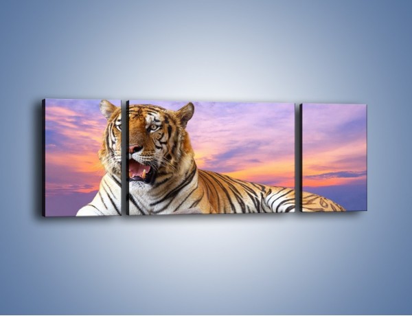 Obraz na płótnie – Tygrys o zachodzie słońca – trzyczęściowy Z246W5