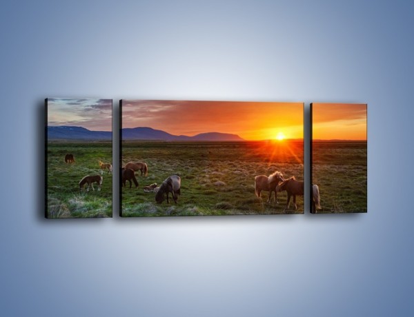 Obraz na płótnie – Konne stado o zachodzie słońca – trzyczęściowy Z249W5