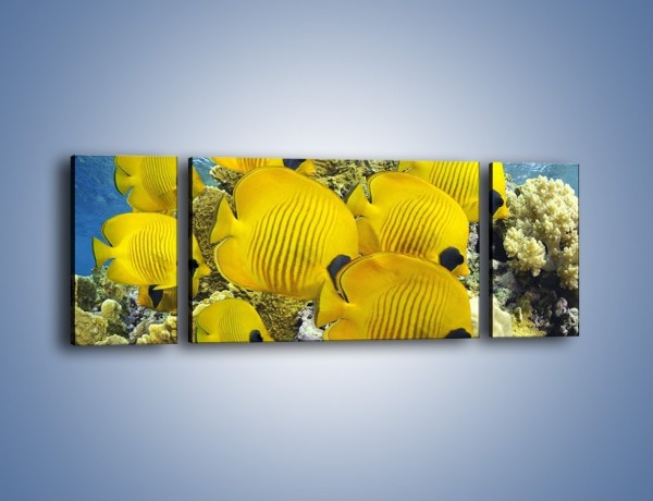 Obraz na płótnie – Słoneczne ryby w oceanie – trzyczęściowy Z252W5