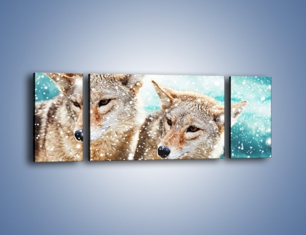 Obraz na płótnie – Zaciekawione wilki w płatkach śniegu – trzyczęściowy Z257W5