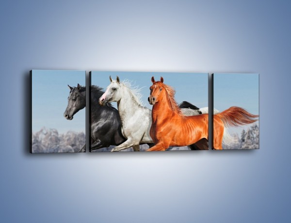 Obraz na płótnie – Konie w kolorach – trzyczęściowy Z261W5