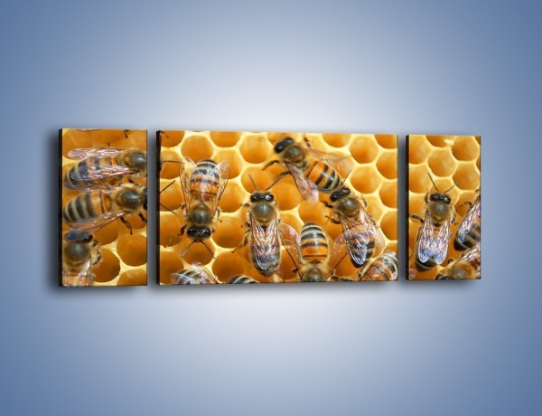Obraz na płótnie – Pszczoły na plastrze miodu – trzyczęściowy Z265W5