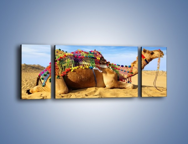 Obraz na płótnie – Wystrojony wielbłąd na pustyni – trzyczęściowy Z266W5
