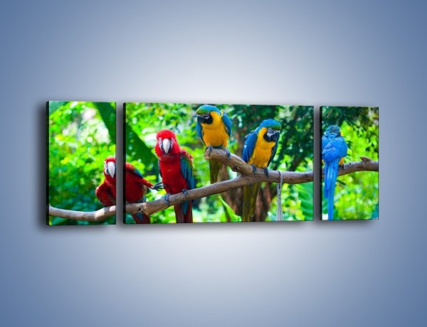 Obraz na płótnie – Obrażona koleżanka w gronie papug – trzyczęściowy Z269W5