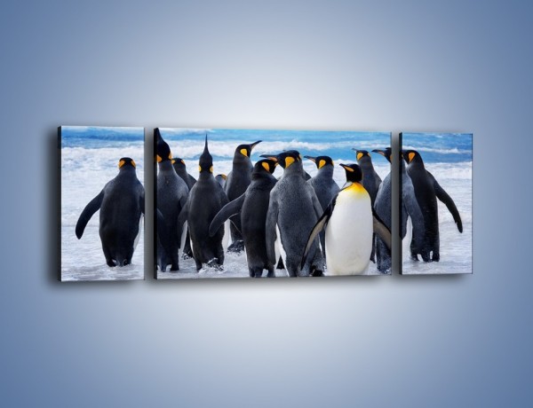 Obraz na płótnie – Narada pingwiniej rodziny – trzyczęściowy Z272W5