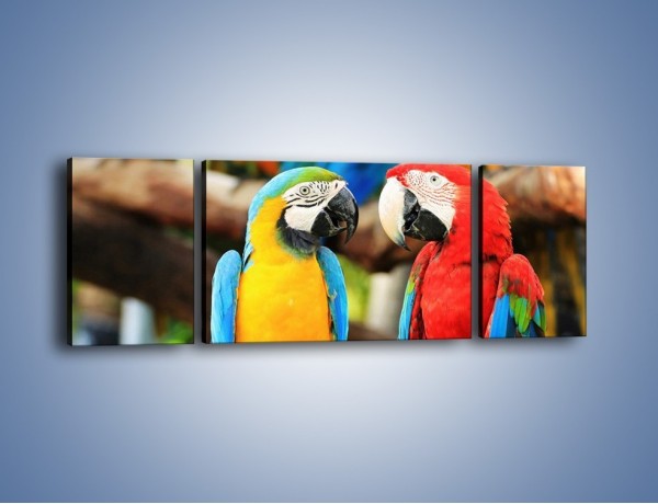 Obraz na płótnie – Ploty papuzie – trzyczęściowy Z276W5